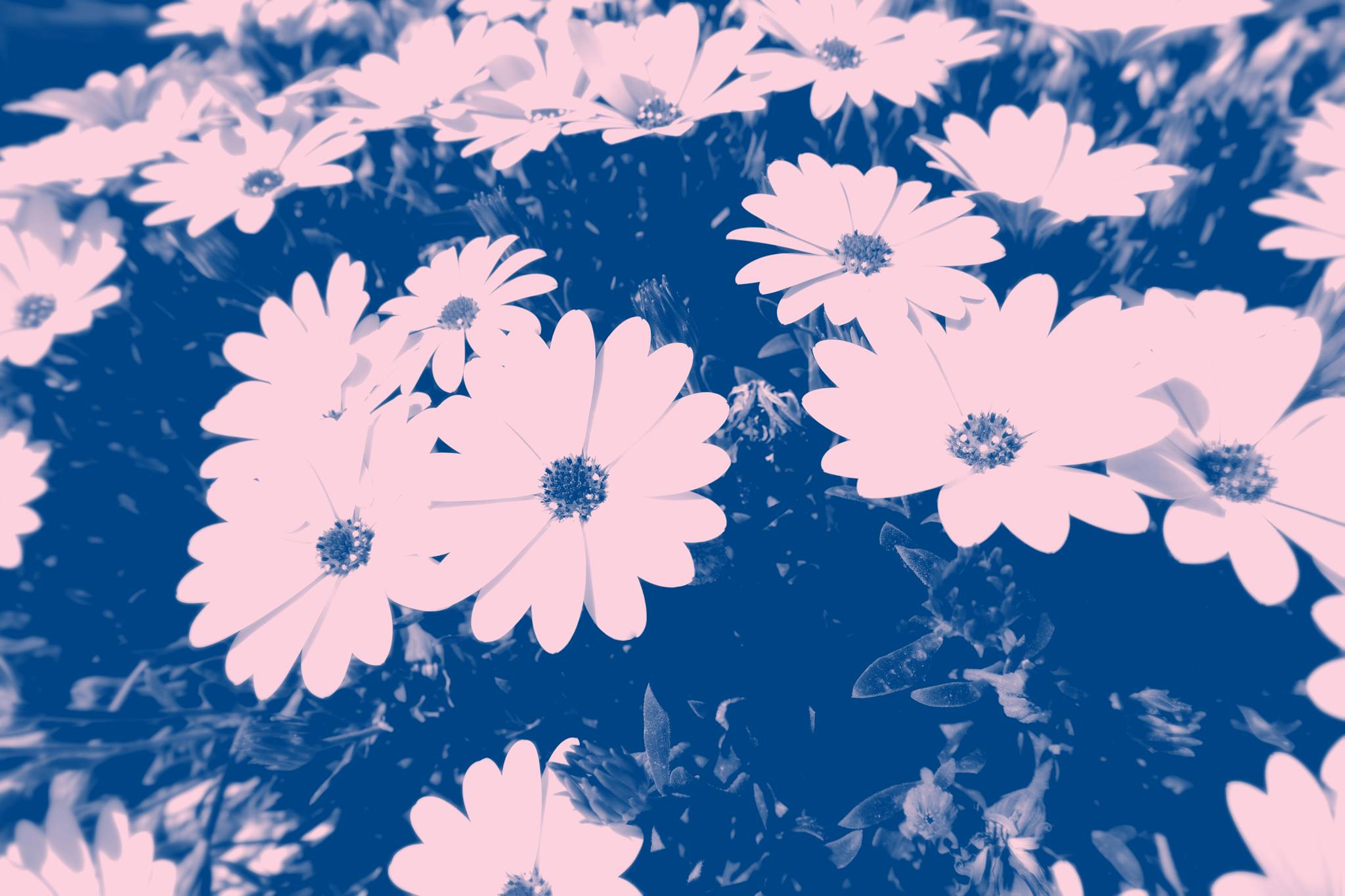 A striking artistic image of flowers with a bold blue color scheme, creating a vivid floral display.